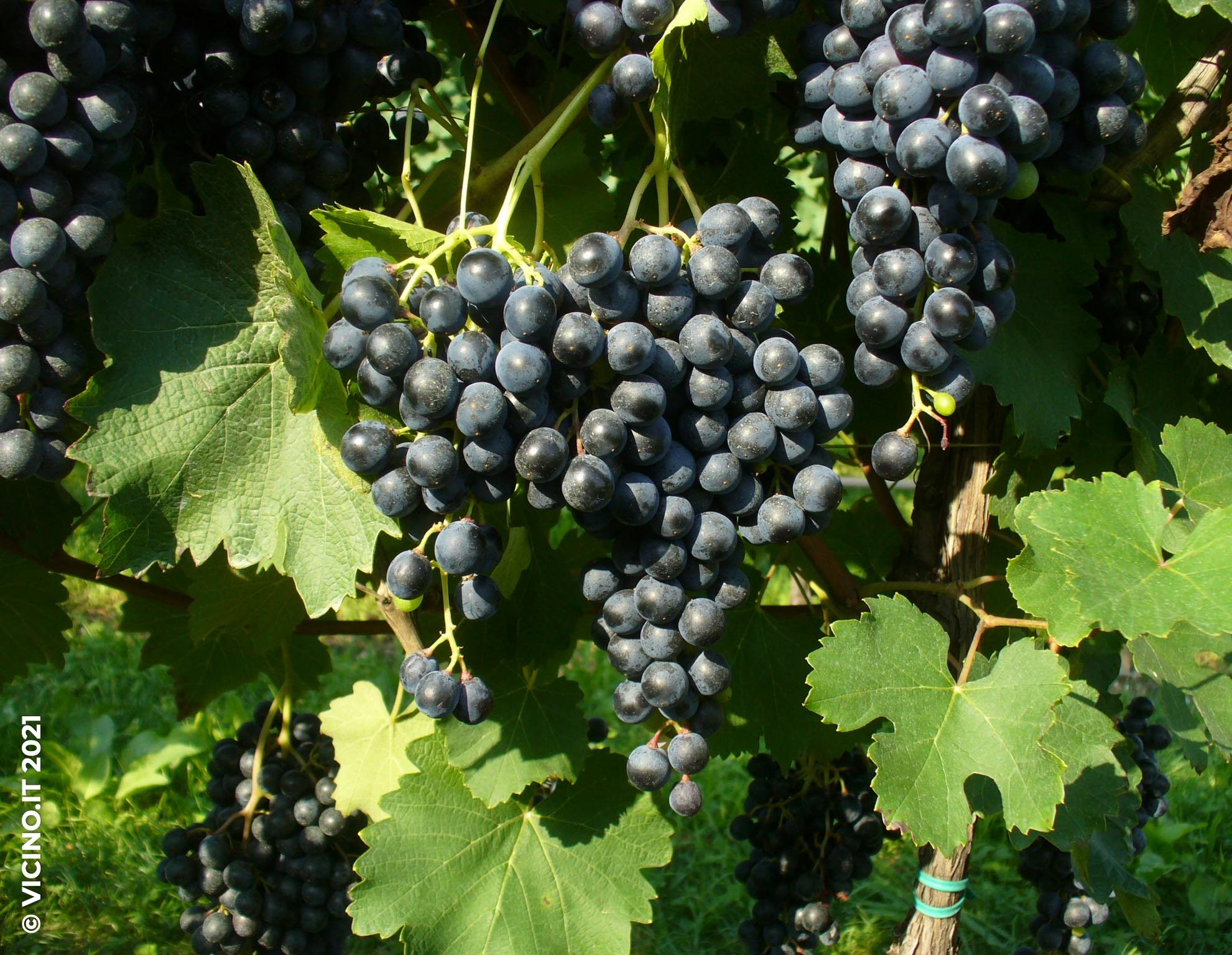 vitigno lambrusco grasparossa