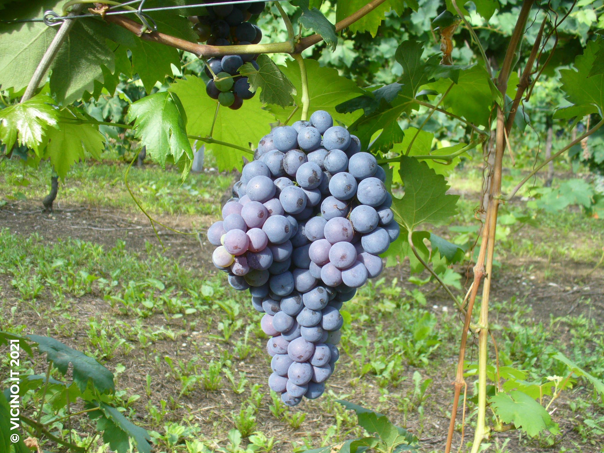 vitigno vermentino nero